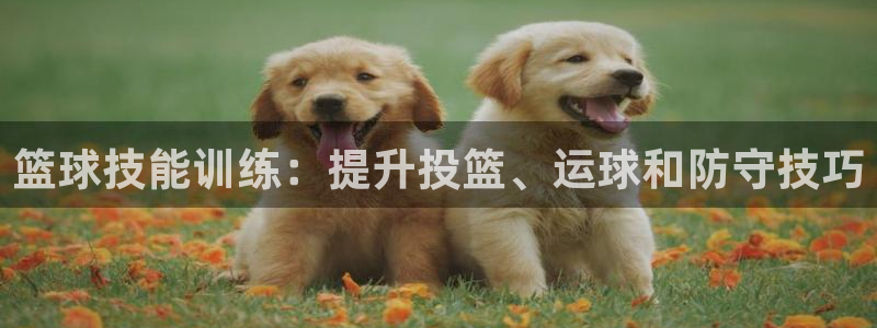 欧陆娱乐官方网站入口：篮球技能训练：提升投篮、运球和